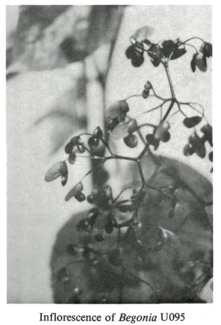 B. U095